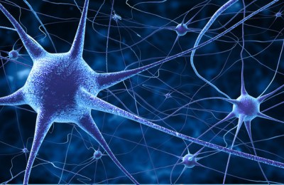 Representación de neuronas y conexiones neuronales del sistema nervioso en INCIA